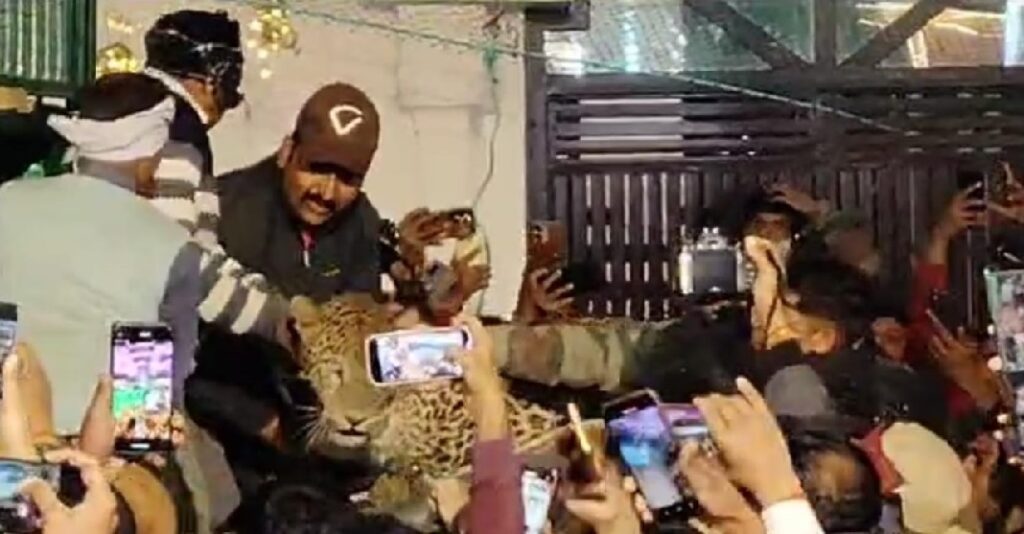 शादी समारोह में तेंदुआ ने घुसकर मचाया तांडव, दूल्हा-दूल्हन जान बचाकर भागे