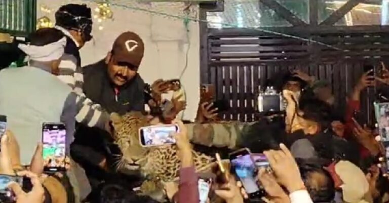 शादी समारोह में तेंदुआ ने घुसकर मचाया तांडव, दूल्हा-दूल्हन जान बचाकर भागे