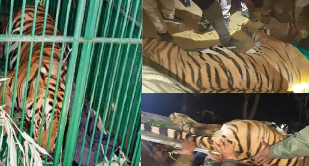 रहमान खेड़ा से अब बाघ का आतंक खत्म, वन विभाग ने पकड़ा