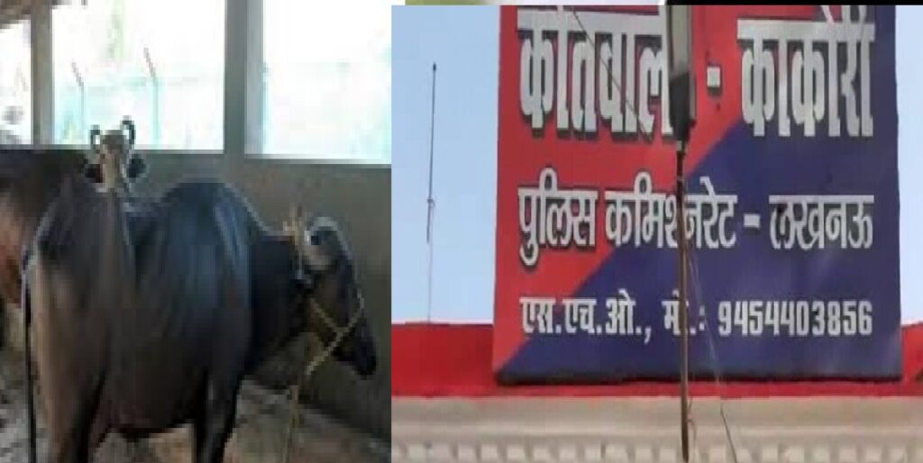काकोरी में ट्यूबवेल पर सो रहे किसान को बंधक बनाकर चोर ले गए तीन भैंसे