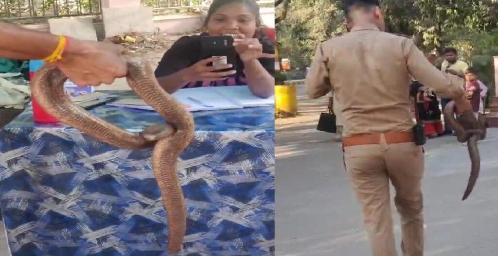 अधिवक्ता के आवास में मिला दुर्लभ रेड सैंडबोया सांप, वन विभाग की टीम को सौंपा