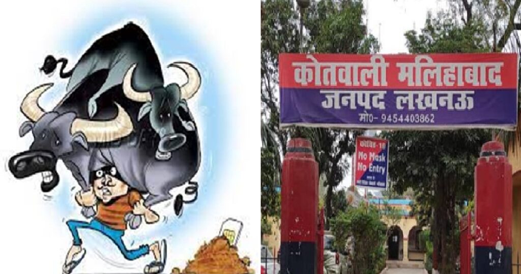 मलिहाबाद में भाजपा नेता के भैंस को घर से खोल ले गए चोर, पूरी वारदात सीसीटीवी में कैद