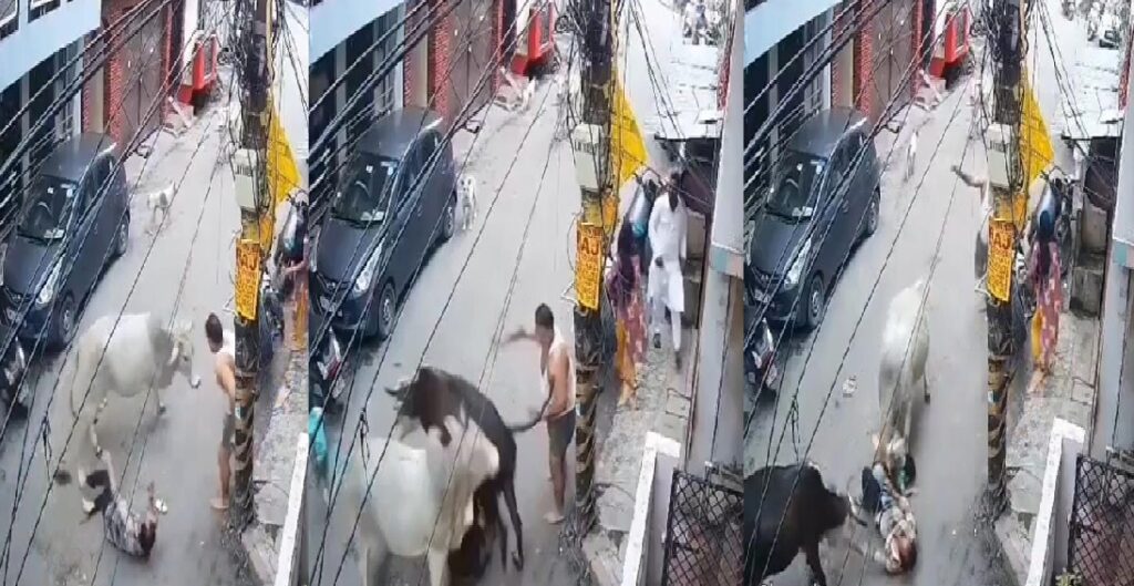 स्केटर चलाते बच्चे पर गाय ने बोला हमला, बचाने में दादा भी घायल