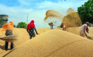 खाड़ी में युद्ध का साया: 3 साल बाद खुला गेहूं निर्यात संकट में, यूपी के आटा-मैदा उद्योग पर खतरा