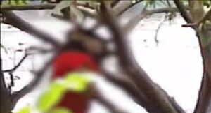 लखनऊ में पेड़ से लटका मिला महिला का शव, पहचान के बाद आत्महत्या की आशंका